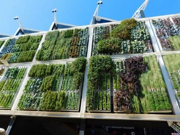 Groene muur - een prachtige mode voor verticale tuinen